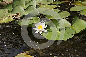 water lily flower nature lilia photo