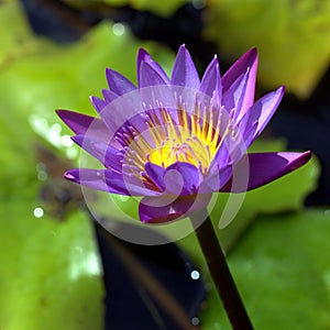 Water Lily Flower Nymphaeaceae Square Format
