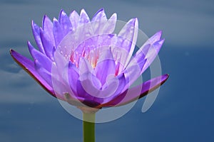 Water lily flower in the pond, closeup