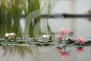 Water Lily flower reflection on water