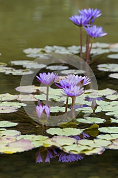 Water Lily flower reflection on water