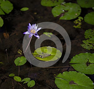 Water lily flower in Vero Beach