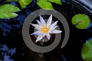 A Water Lily Flower at a Water Surface