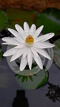 Agua lirio flor, blanco pétalo 