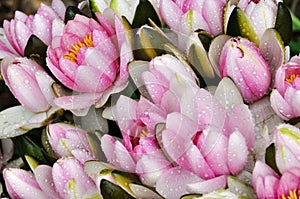 Water lily flowers background