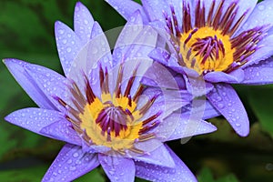 Water Lily flowers with raindrop