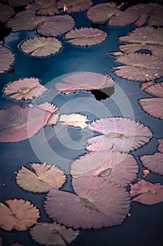 Water lily flowers sunlit on lake.