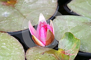 Water lily, freshwater plant