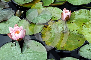 Water lily, freshwater plant