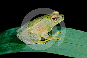 Water lily frog sitting on a leaf