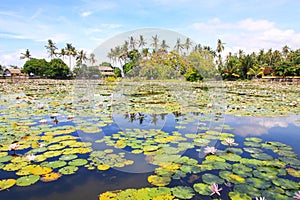 Water lily garden