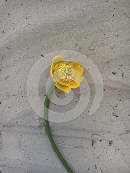 Water lily on the golden sand in summer