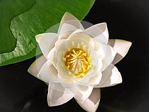 Water lily with a green leaf on the water surface