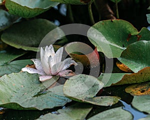 Water Lily Growing on the Water Surface