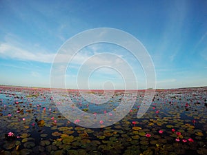 Water Lily grows in the swamp.