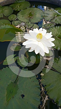 Water Lily grows in Waikiki