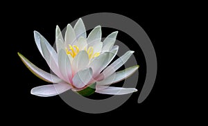 Water lily isolated on black background. Magic white with pink waterlily or lotus flower Marliacea Rosea.