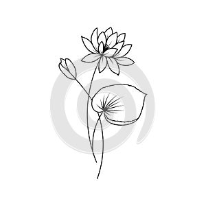 Water Lily July Birth Month Flower Illustration