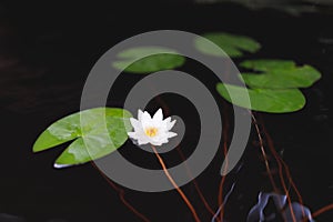 Water lily on the lake