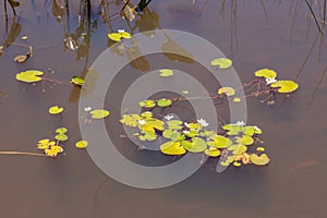 Water lily in Lake in Divisa dam photo