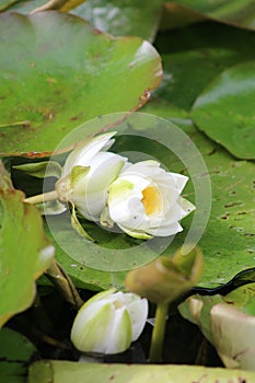 Water lily
