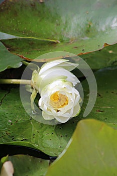 Water lily