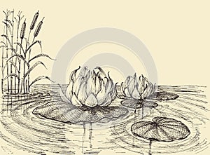 Water lily on the lake hand drawing