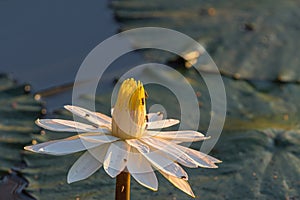 Water lily in Lake Panic. Insects are visible