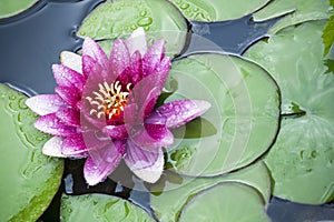 Water lily lake rain drop nobody