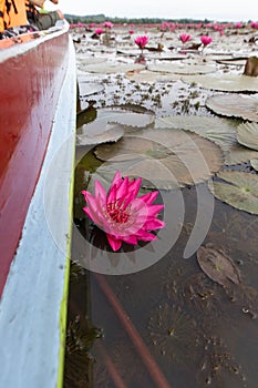 Water Lily Lake of Thale Noi