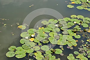 Water lily on a lake