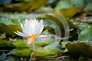 Water lily on the lake