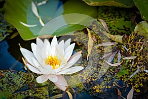 Water lily on the lake