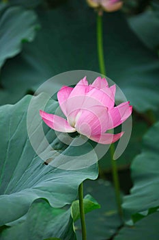 Water lily leaf, Summer Palace, Beijing, China