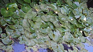 water lily leafs and flowers, background