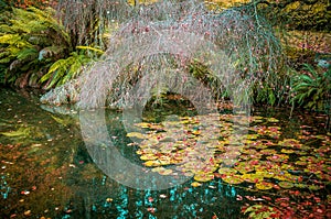 Water lily leaves and bare tree in a small pond in autumn, cover