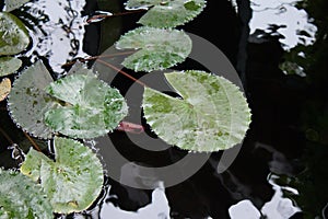 Water Lily Leaves Floating on Water