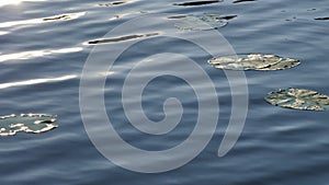 The water lily leaves floating on the water in the lake in Espoo Finland