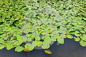 Water lily leaves a lot. Flowers nuphar lutea, waterlily, brandybottle, cow lily on  lake