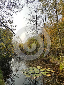 Water Lily leaves in an overgrown pond in the middle of an autumn forest