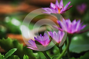 Water lily photo