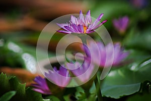 Water lily photo