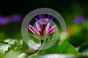 Water lily photo