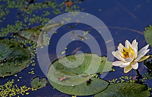 Water lily and lillypad