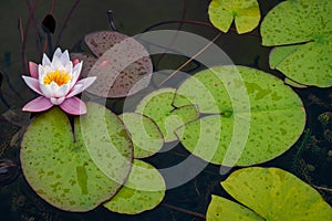 Water lily and lily pads