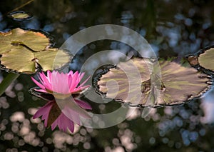 Water Lily and Lily Pads with dappled reflection in water