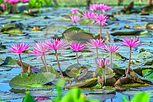 Water lily lined flower color presentation