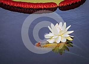 Water lily Longwood Victoria waterlilies, Blooming.