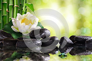 Water lily on lots of black stones reflected in water