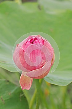 Water lily;lotus,beautiful aquatic flower for garden decoration